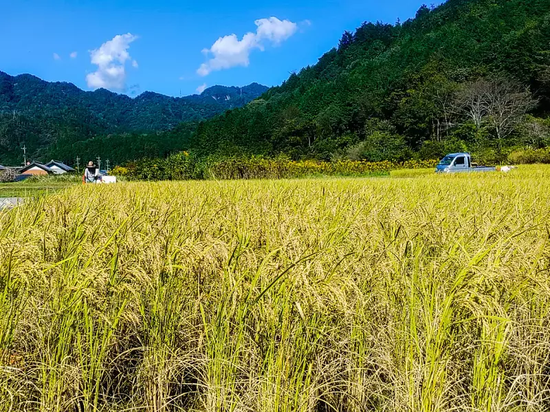 幻のお米【初霜】を農薬・化学肥料不使用で育てる田んぼのシェアオーナー