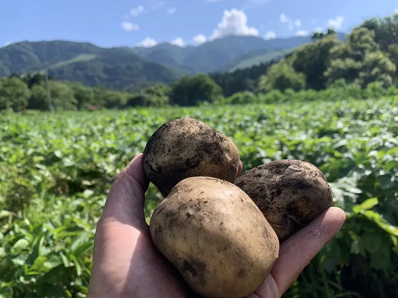じゃがいもは7月頃からのお届けになります！