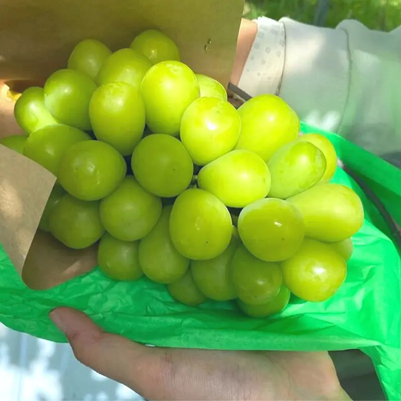 【北海道・沖縄の方はこちら】【夏ギフト】彩り2色セット シャインマスカット＋黒耀(ブラックビート)