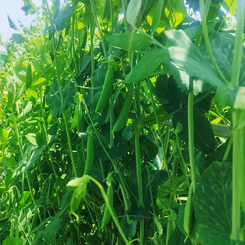 ★北海道・沖縄エリア向け（送料計上済）★【ぷりっぷり！今が旬♪スナップえんどう（500g）】