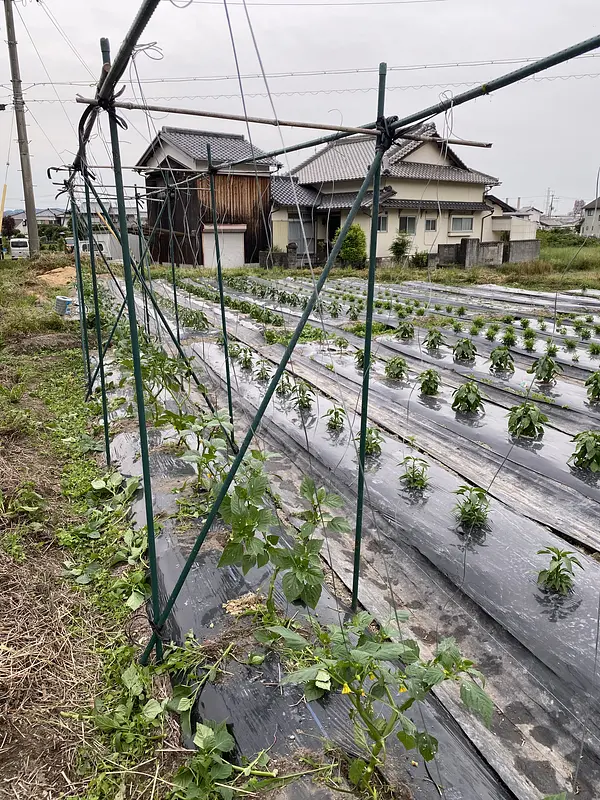 夏野菜の準備着々とすすんでます