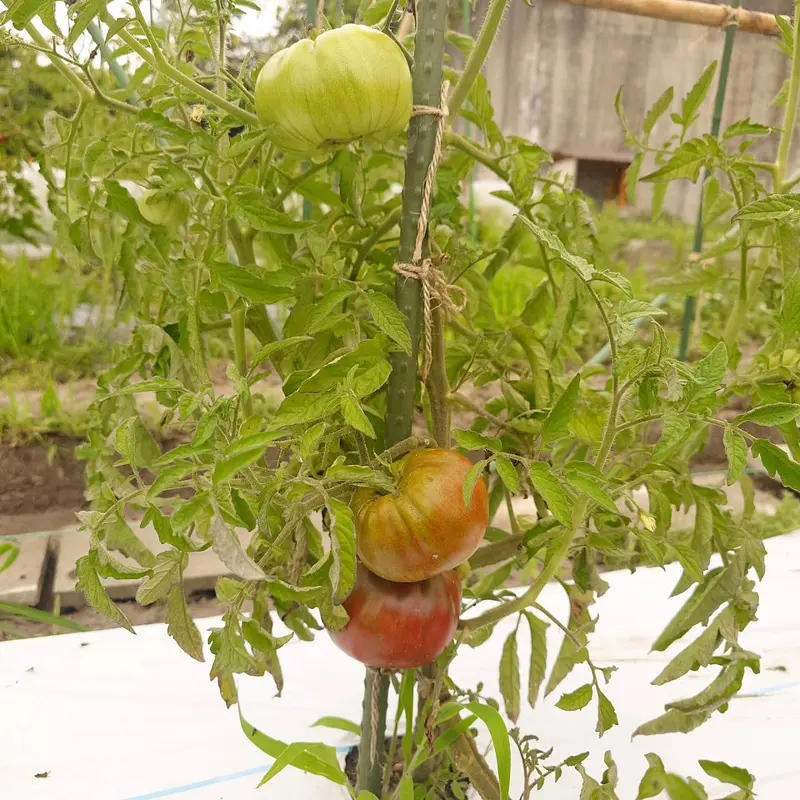 トマトも成長中