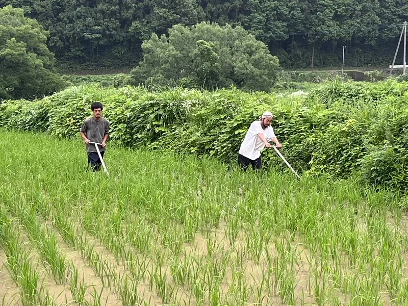 SUNNYSIDE FARMの田んぼの様子
