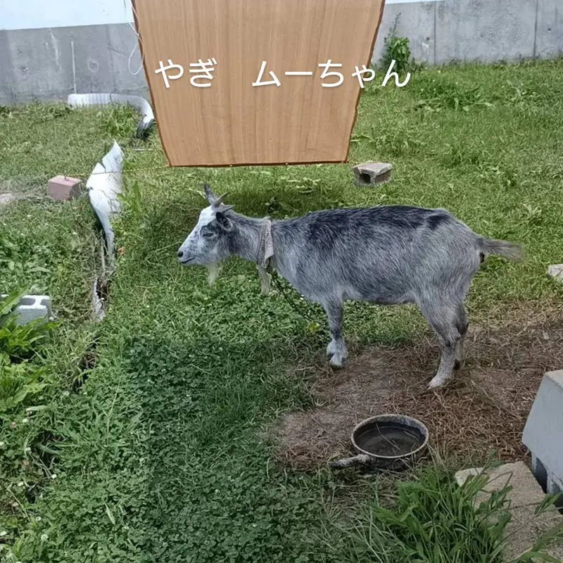 Mu-ちゃん暑そうです