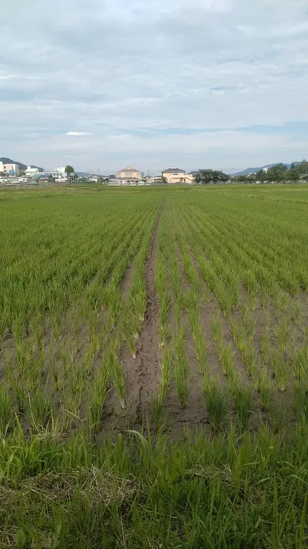 お米の中干し