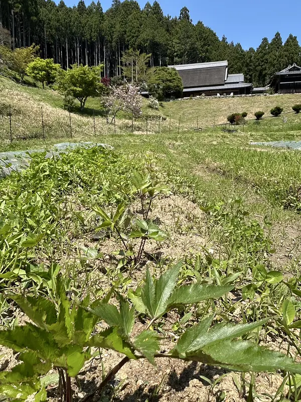 すくすく育っています大和当帰