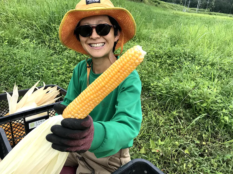 楽しいコトが好きな人専用：爆発前ポップコーン（乾燥とうもろこし） 100g（送料無料）