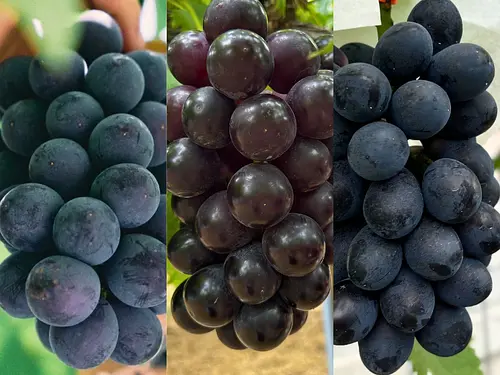 【黒ぶどう好きに！】泉州ぶどうを味わう！食べ比べ黒ぶどうセット