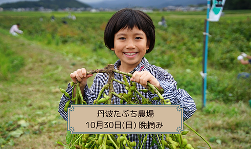 子供連れで毎年満員になる、丹波たぶち農場の「黒枝豆収穫体験」