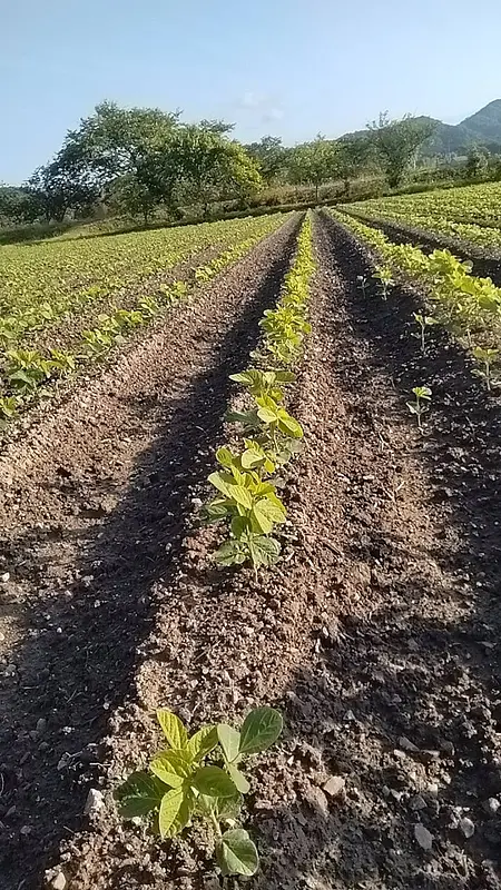 少しずつ育ってきてます
