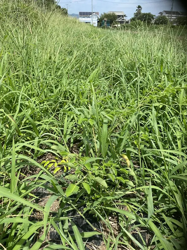 まだまだ草が元気です、、、