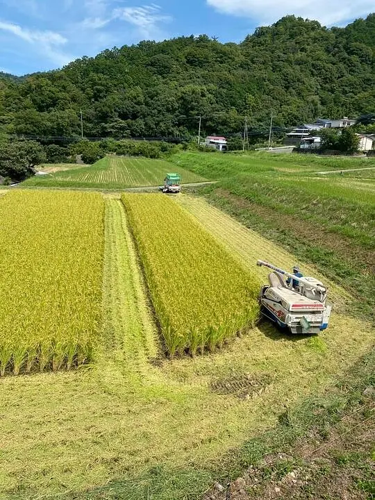 最近の畑の様子🌾🥕