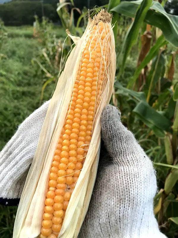 楽しいコトが好きな人専用：爆発前ポップコーン（乾燥とうもろこし） 100g（送料無料）