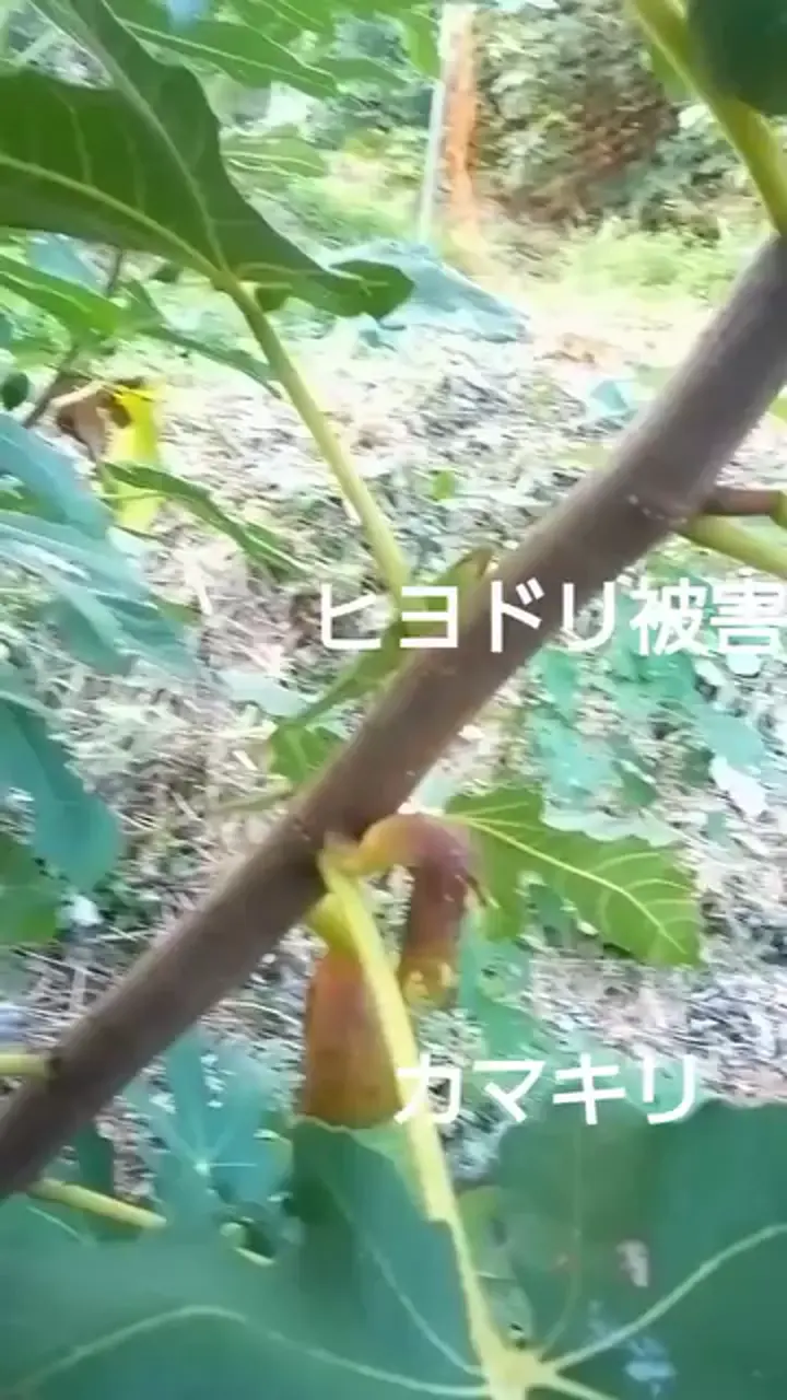 農家の虫や鳥との向き合い方