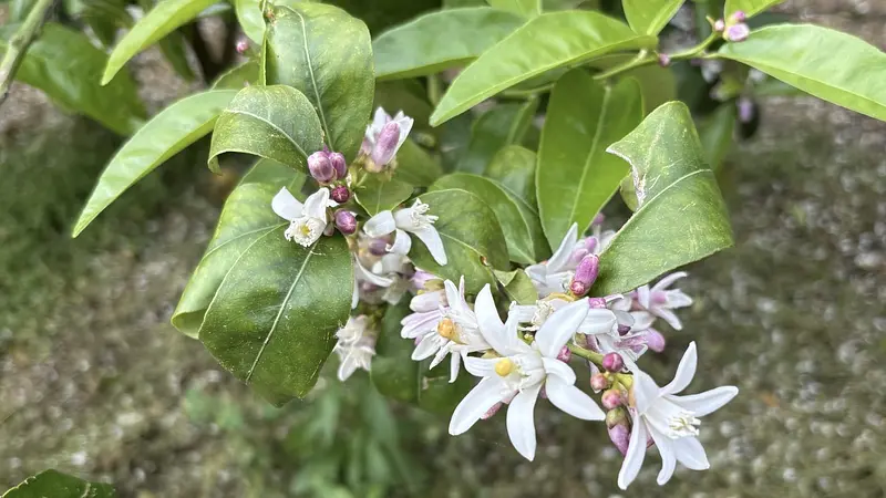 レモンが成るまで🍋