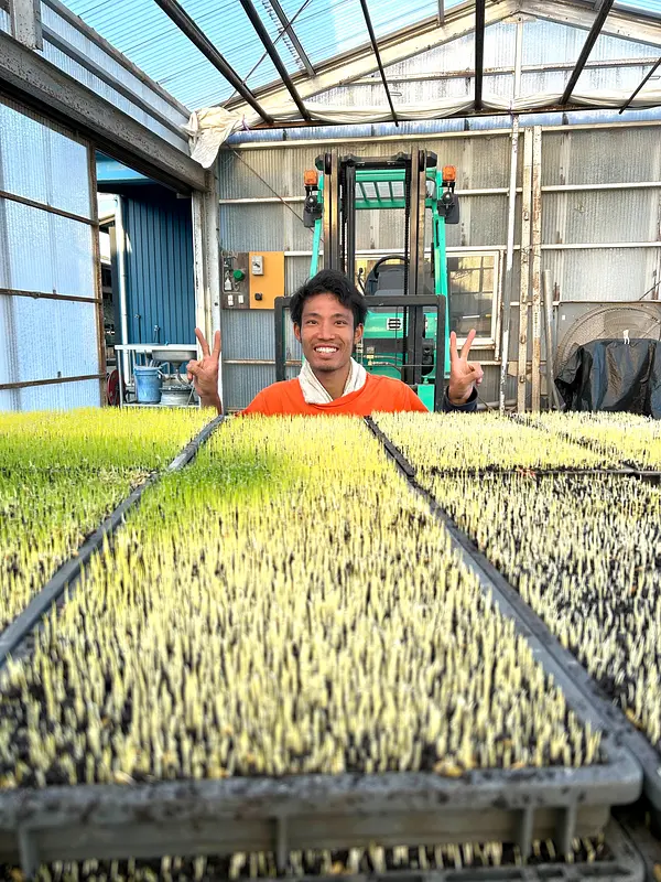 お米の赤ちゃん