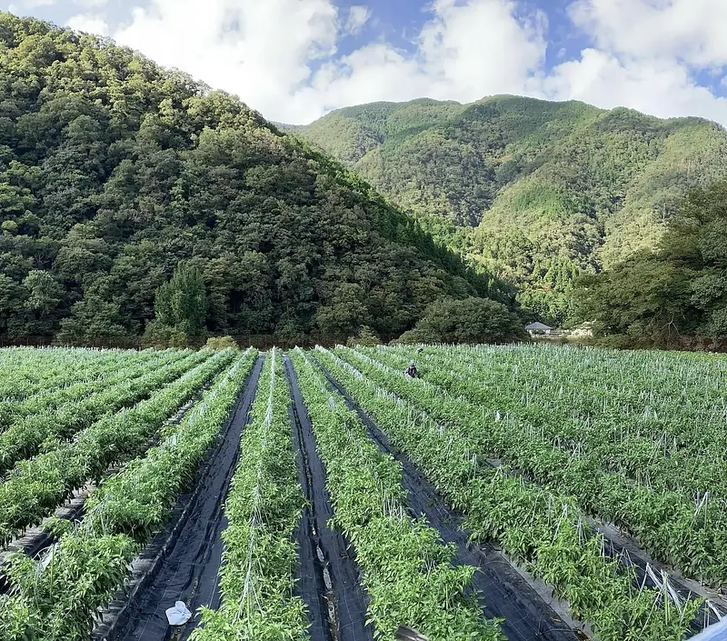 【飲食店専用】たじまピーマン２kg