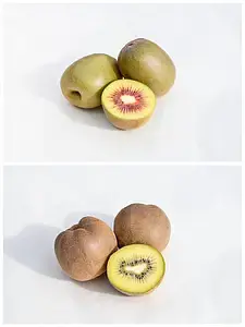 【愛媛県産キウイ赤黄2種セット(紅妃(こうひ)＆センセーションアップル)　計2kg　】(北海道・沖縄専用ページ)