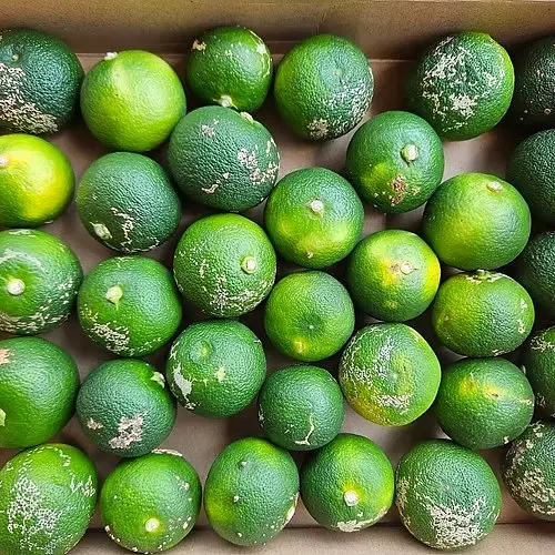 嵯峨峡すだち　彩　3kg