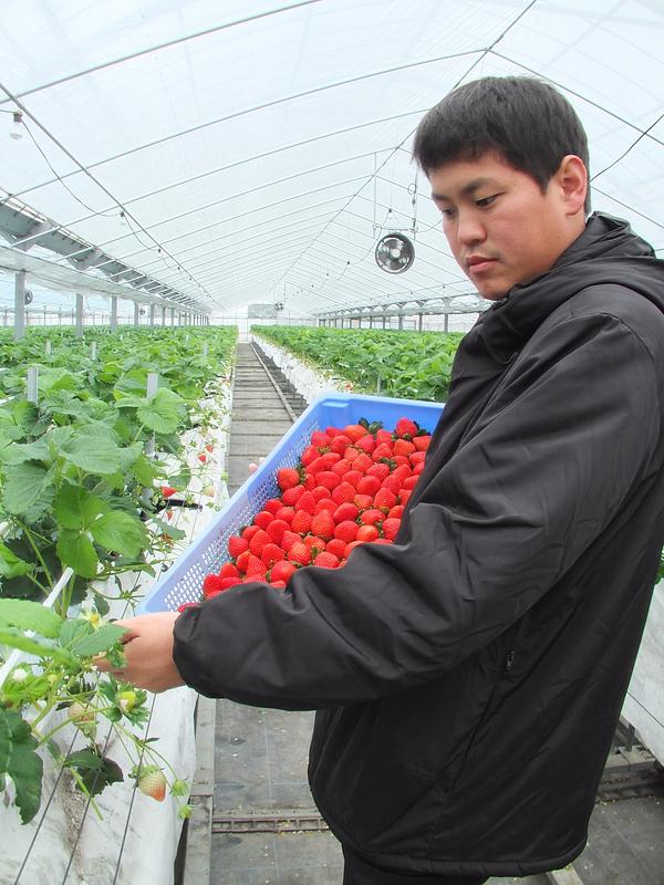 次世代の農業を担う研修生を応援！愛媛県西予市の「いちご」苗のシェアオーナー