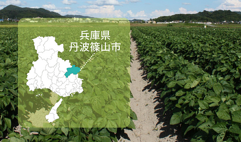 【黒枝豆 収穫体験】農業経営を通じて丹波篠山を盛り上げる。サポートしてくれる方を募集！