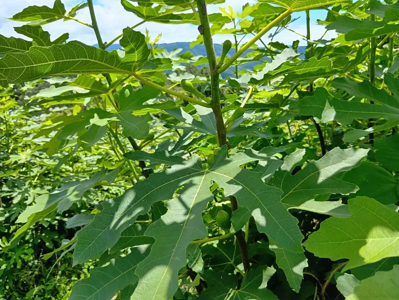 近くで見るとこんな感じです