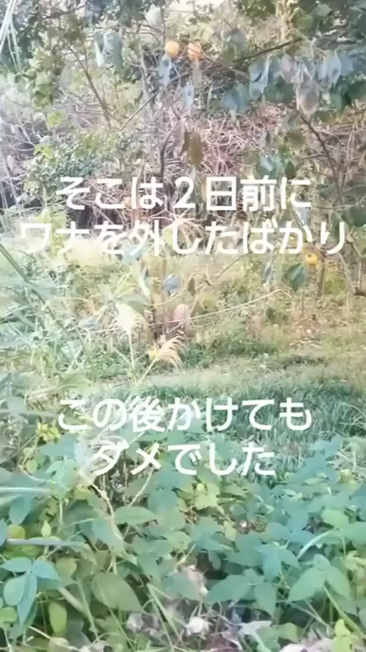 招かざる客