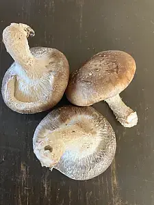 【おひさま生シイタケ】