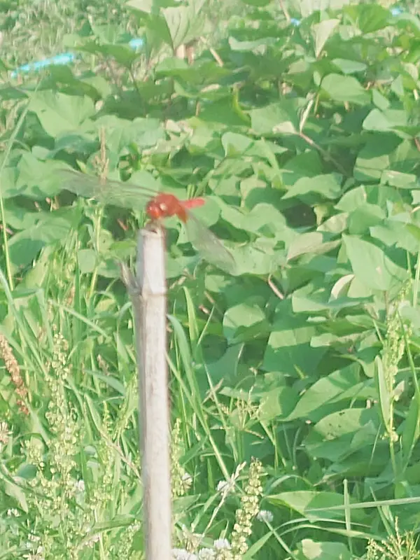 赤とんぼ？