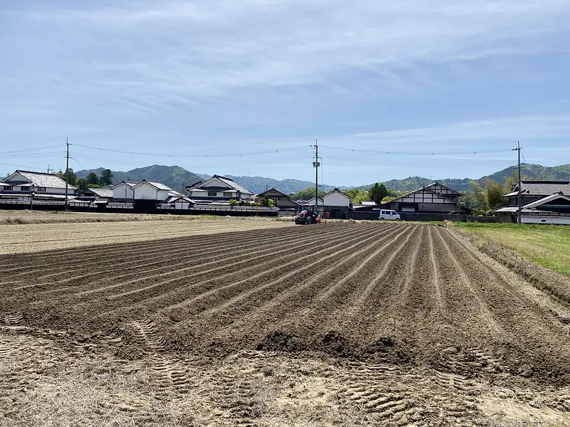 デカンショ豆を順調に植えてます！！