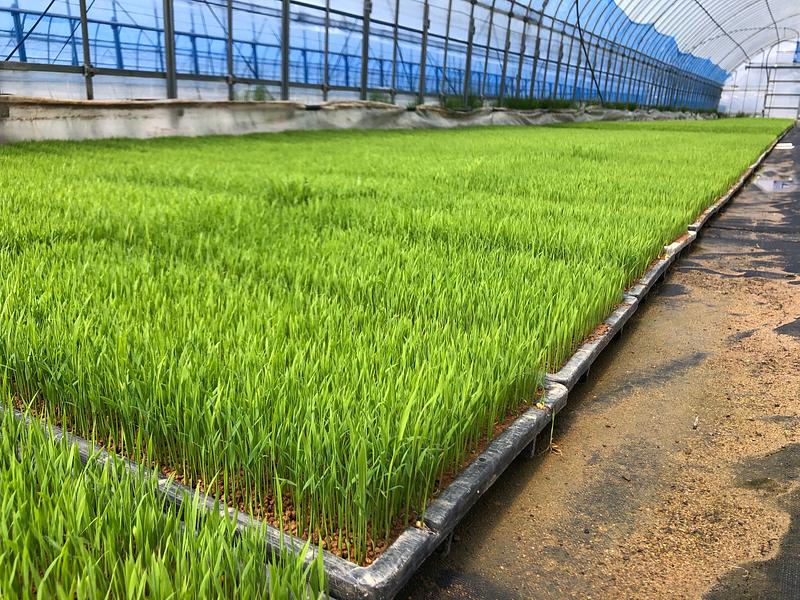 特別栽培米ミルキークイーンのお米の苗が元気に育っております！ ！