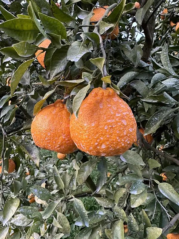 デコポンのなる木🍊収穫！！