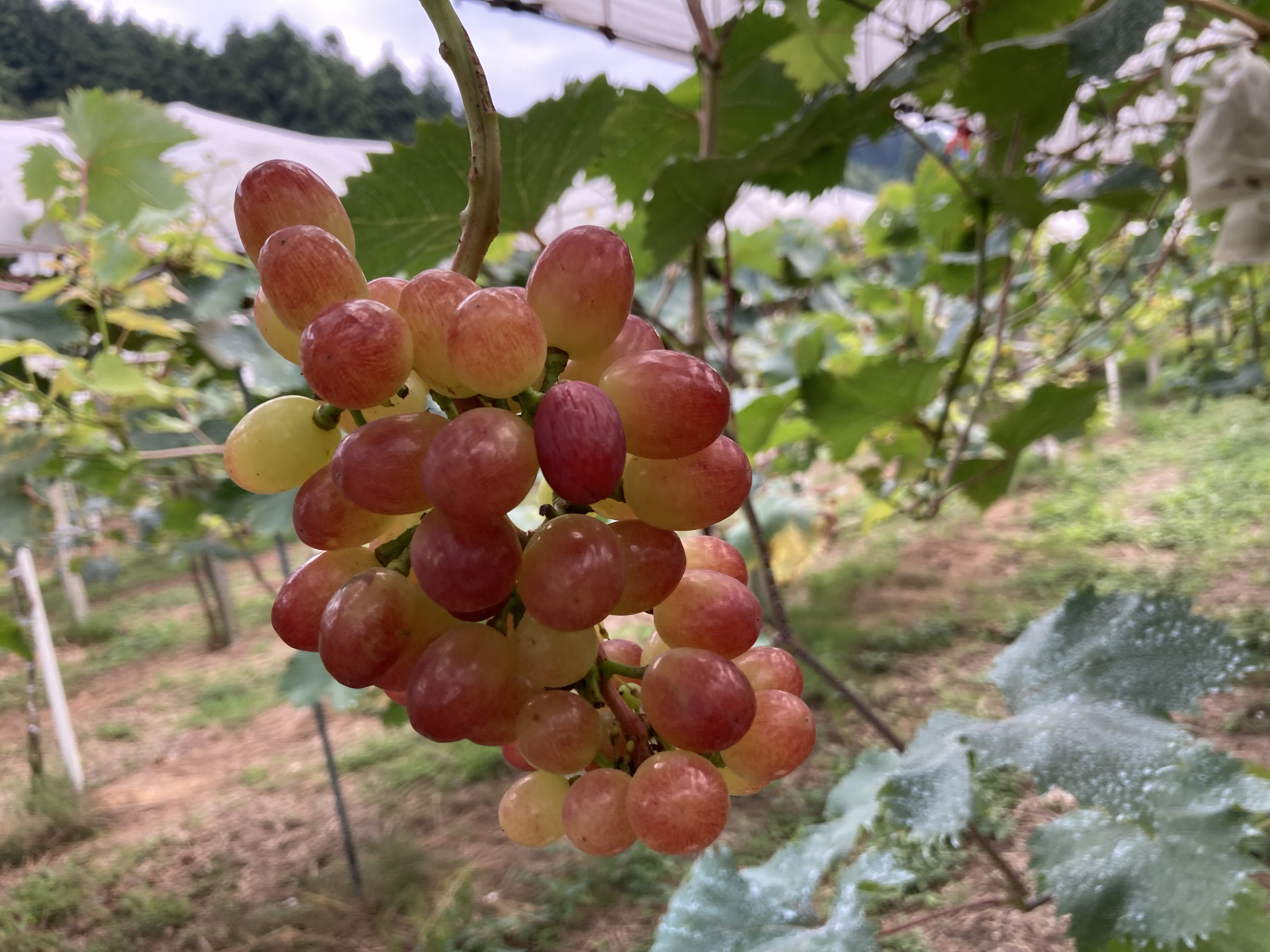 クイーンセブンについて | Pocket Owners (ポケット・オーナーズ)