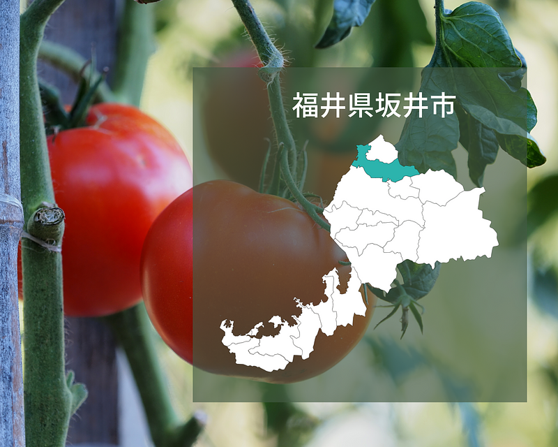【2023年1月から始動】福井県のブランドトマト「越のルビー」の商品開発プロジェクト！ 