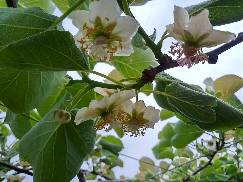 ついに開花