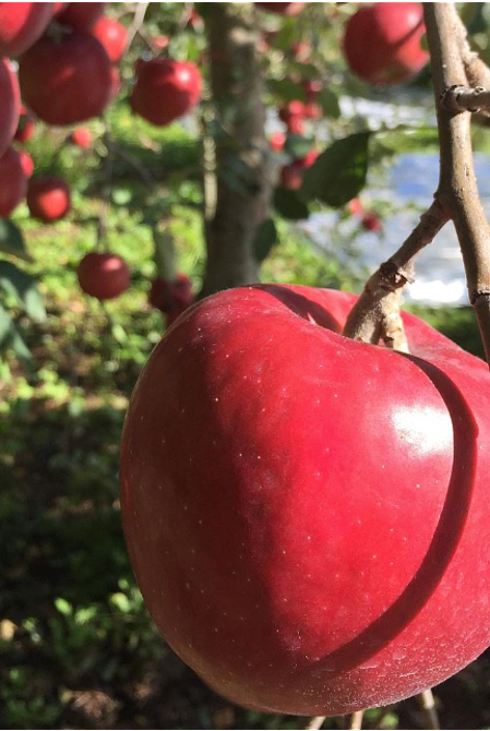 青森のりんごを世界へ！チャレンジを続けるWing Appleの想いを一緒に実現するシェアオーナー