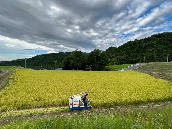 お米の収穫様子🌾