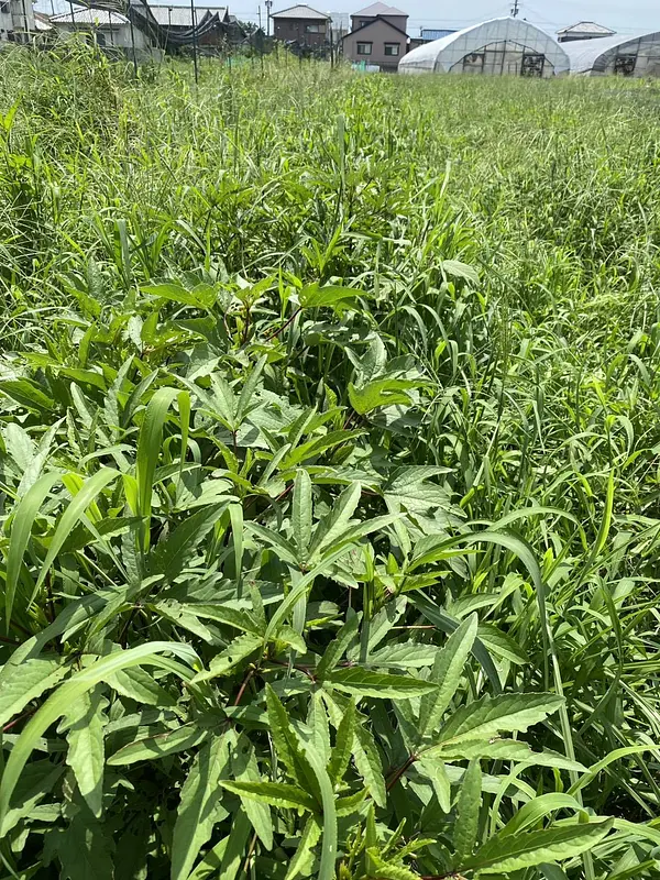 草が・・・