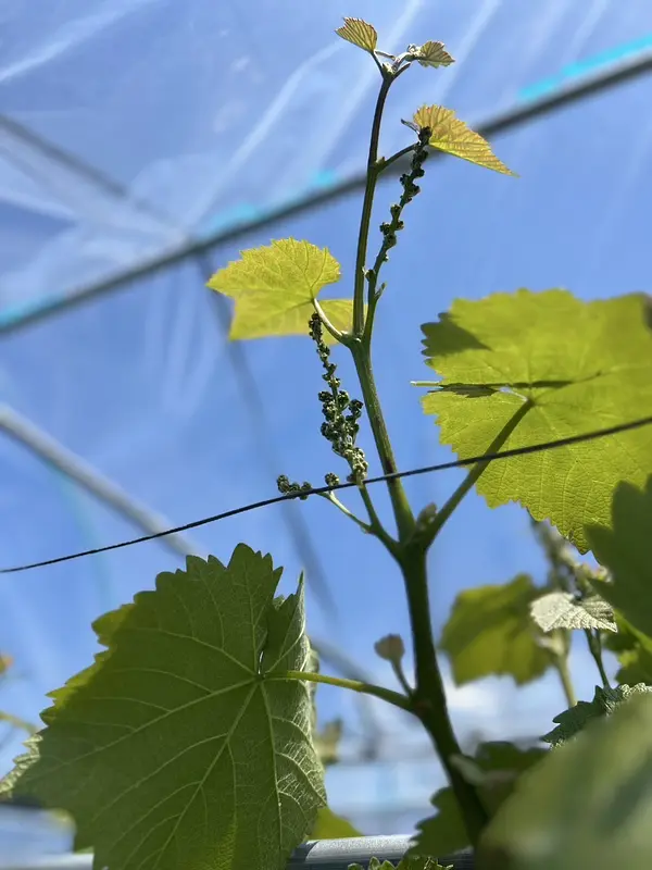 花切りと枝の誘引を始めます