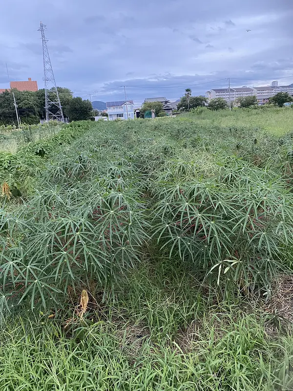キャッサバ成長中
