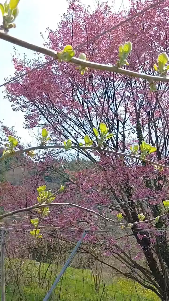 赤キウイと桜の共演