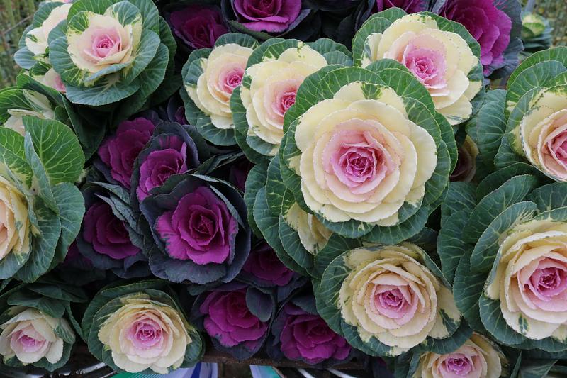 毎月の記念日を季節の花で彩り豊かにしませんか？金沢市の花のシェアオーナー