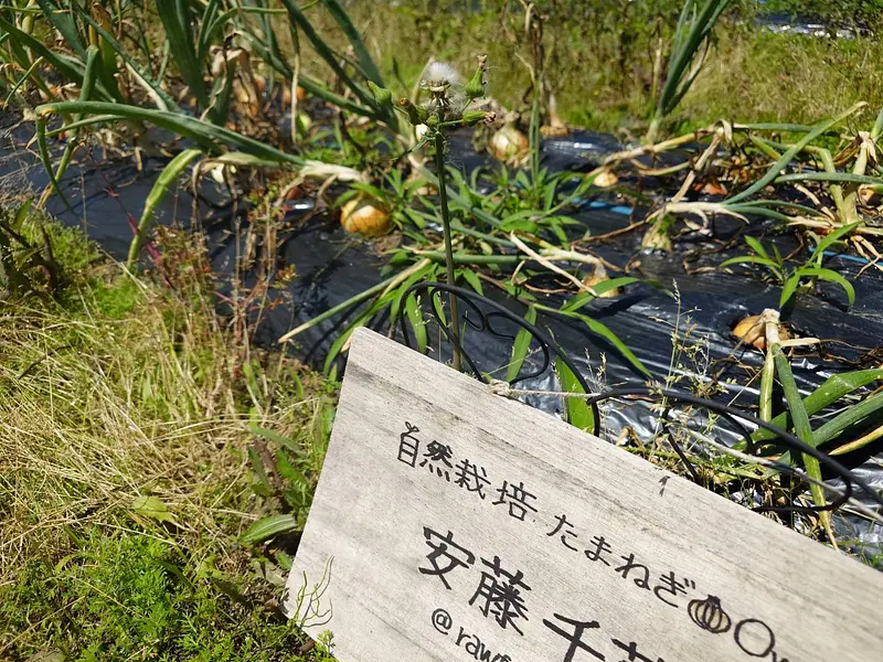 種植えから収穫まで！淡路島の希少玉ねぎのシェアオーナー