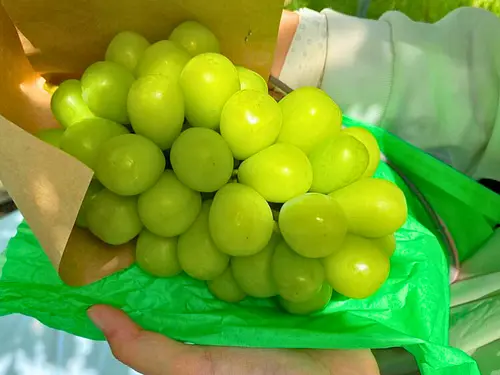 【北海道・沖縄の方はこちら】《彩り3色セット》藤稔1房＋シャインマスカット1房＋クインニーナ1房のセット