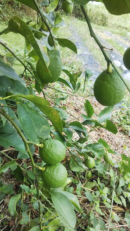 瀬戸内海の島で育つ「オーガニックレモン」の木のシェアオーナー