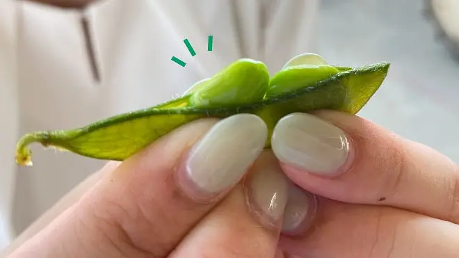 丹波篠山のもう一つの名産品!デカンショ豆!