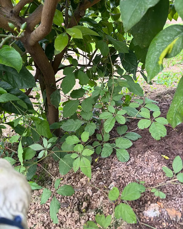 🌱 春草の除草テスト途中経過 🌱