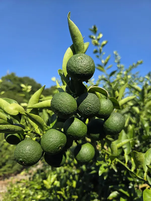 そもそもすだちって？