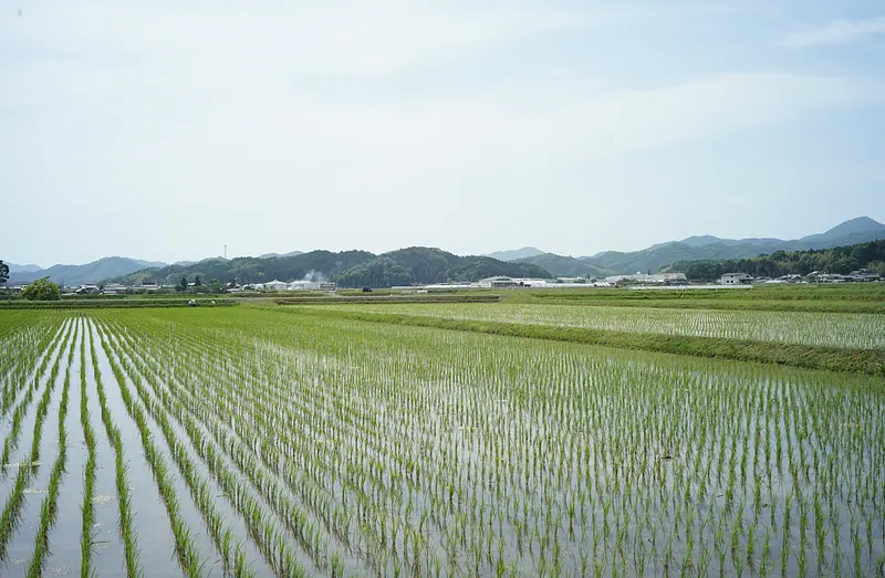 田植え終了！！