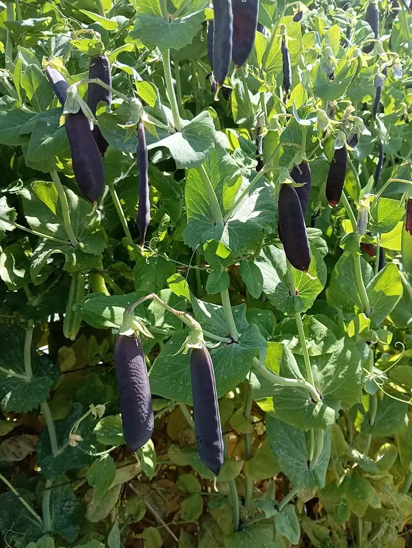 古代から伝わる豆の成長報告